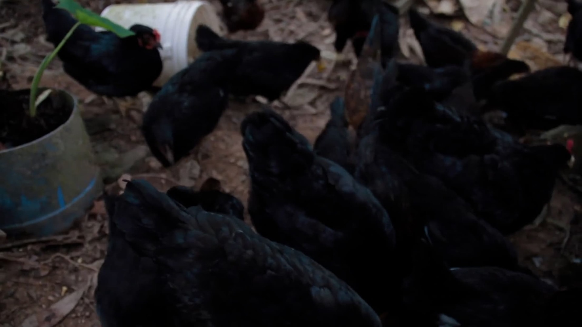 Still from the short film 'Matrulla' - Birds kept as livestock