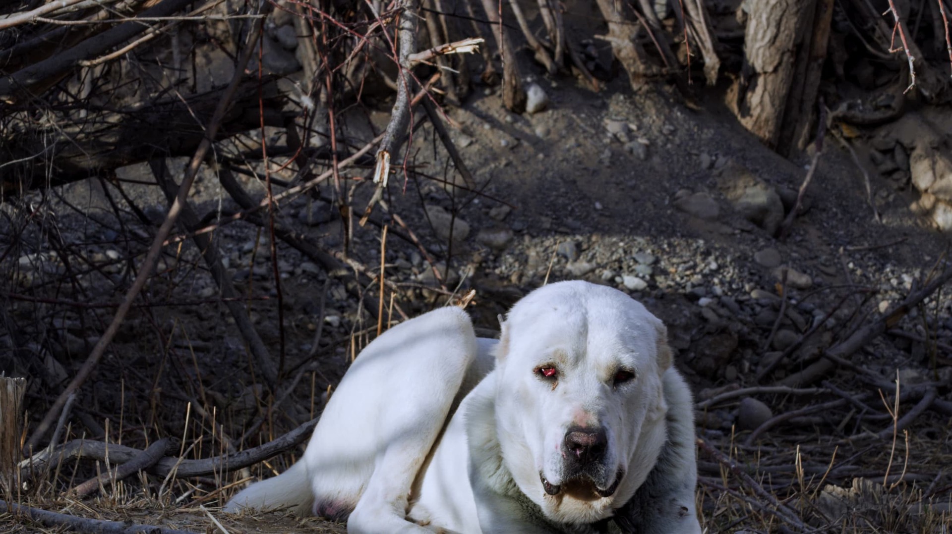 A still from 'North of the Mountain', 2019 - A dog laying down outside in dirt