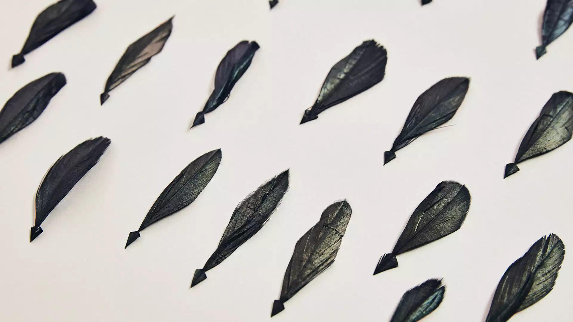 A close up of some of the 3,000 iridescent tail feathers used to create a Bespoke Phantom Gallery