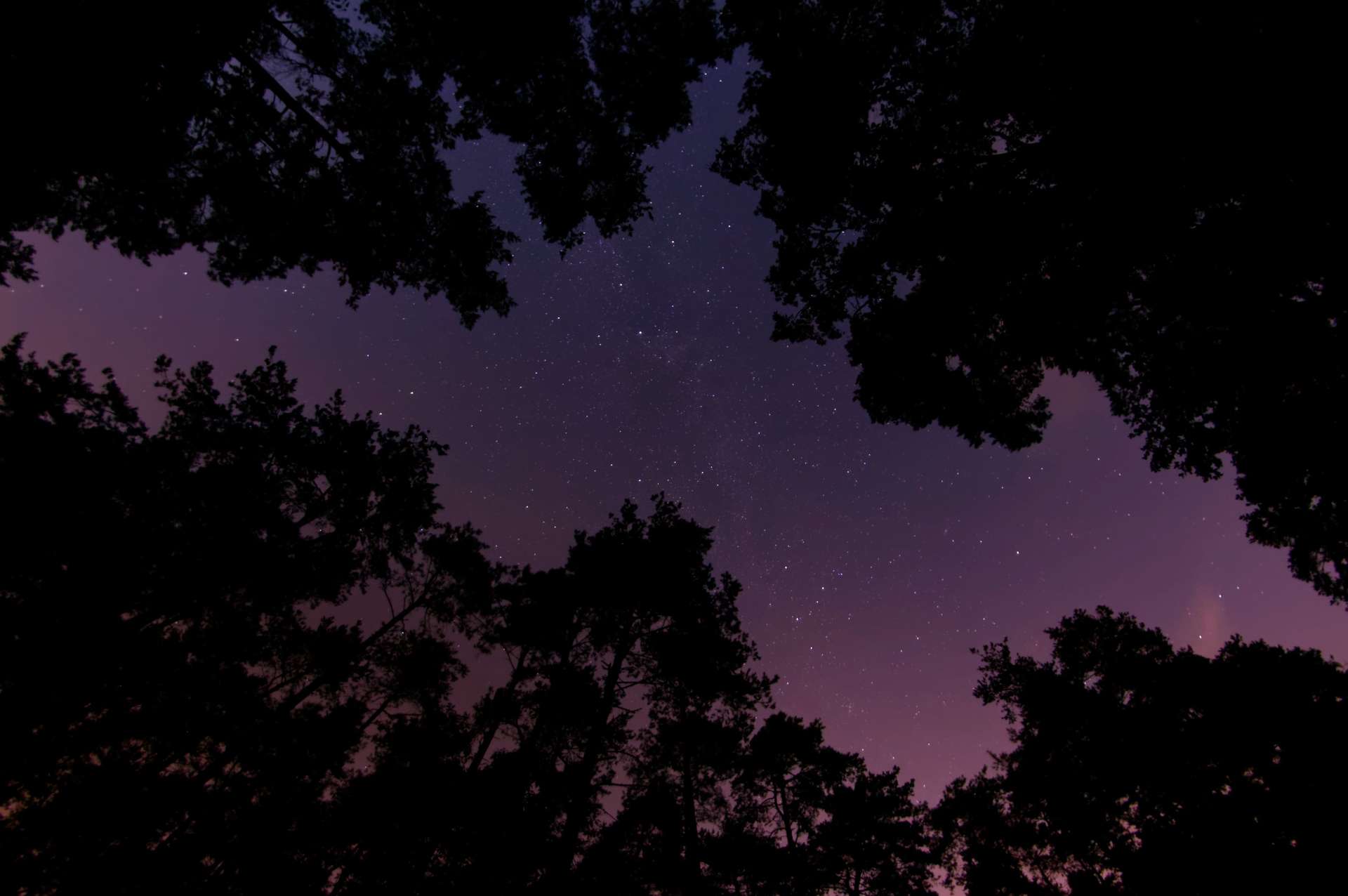 Night sky with stars in a woodland