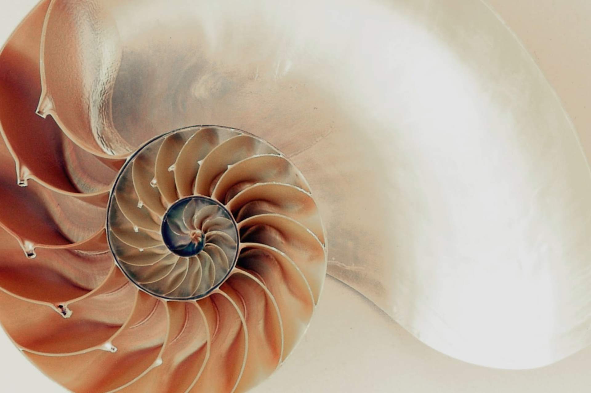 風合いのあるシェル