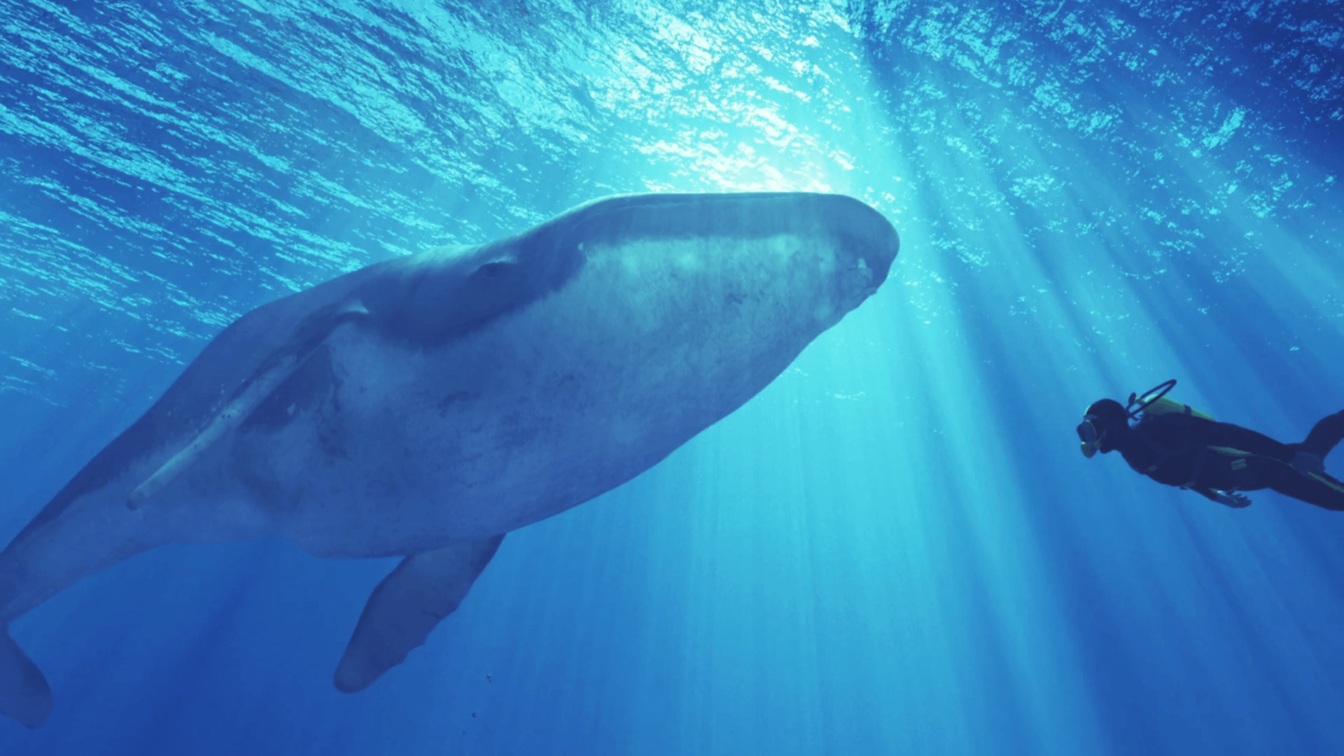 Whale and diver under the sea for Rolls-Royce Whispers Explore