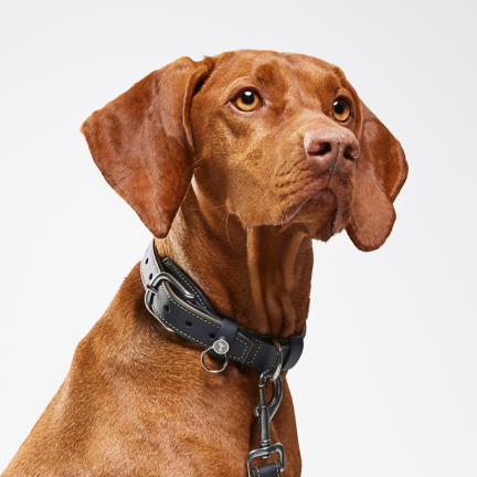 Dog Collar and Lead