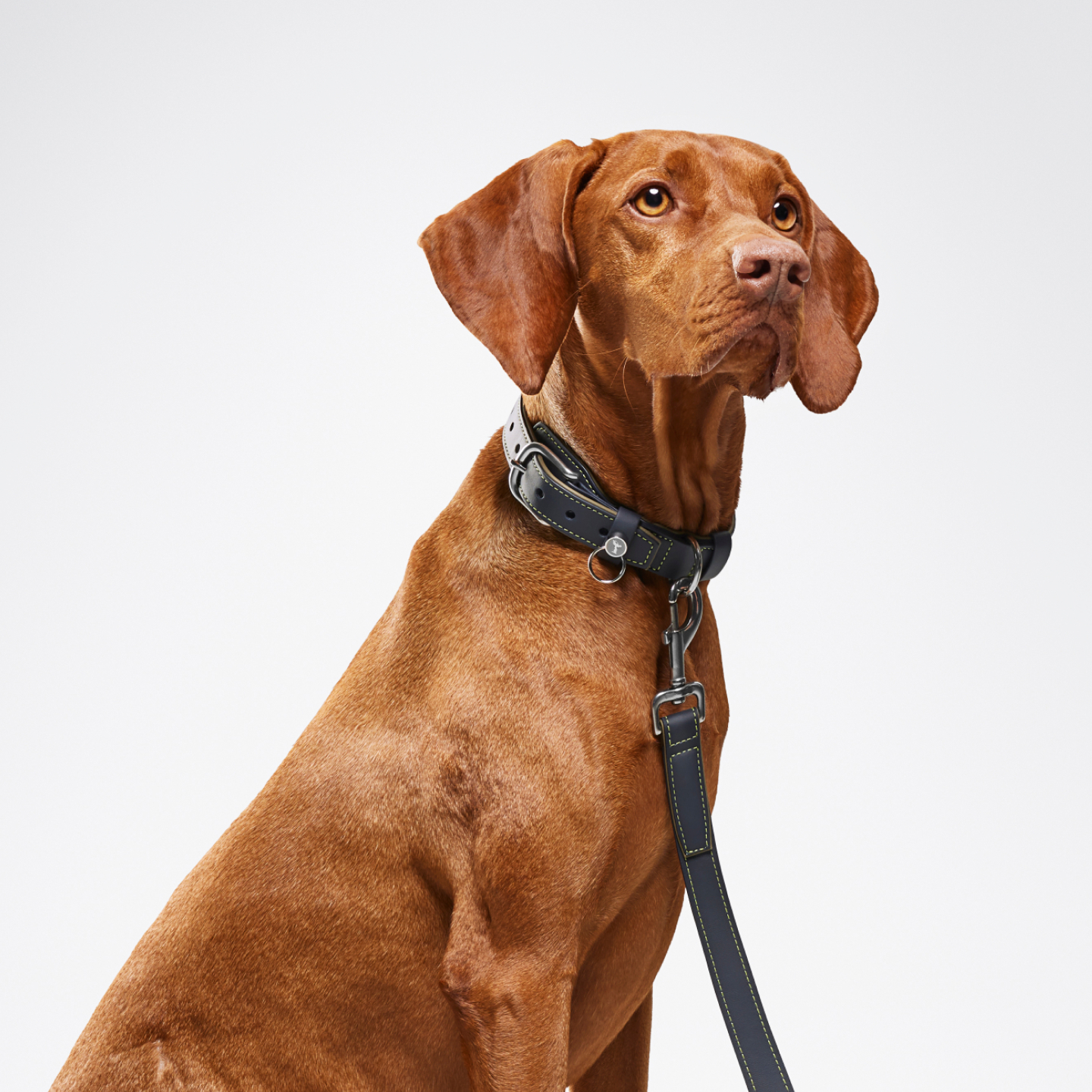 A brown dog wearing the Rolls-Royce Dog Collar and Lead
